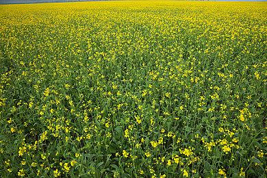 武侠题材经营模拟游戏《宗门起源》Steam页面开放 支持中文