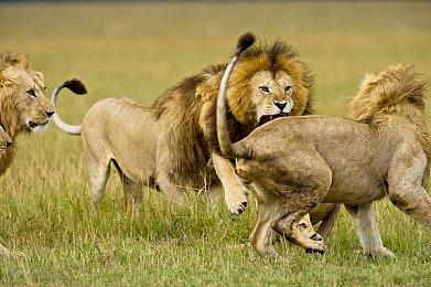 《全面战争：战锤3》全新DLC《Thrones of Decay》将于春季发布